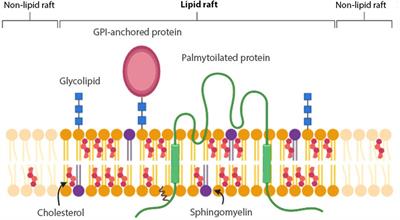 Frontiers | Membrane Rafts: Portals For Viral Entry